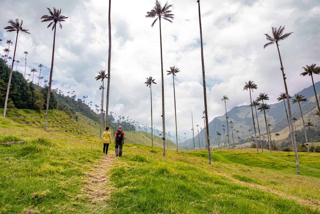 Two people walking under palm trees in the mountains.