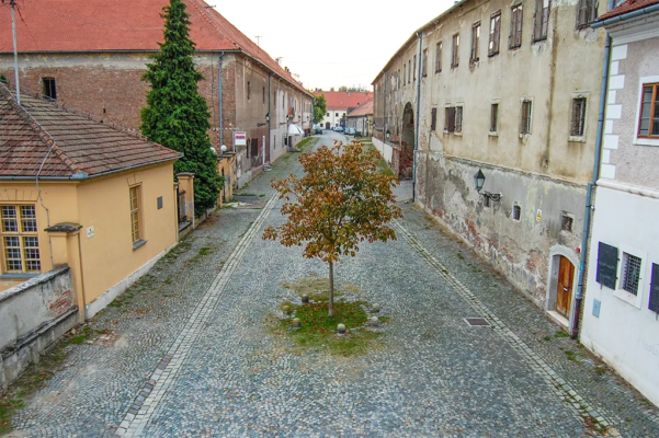 A single tree grows from a stone street surrounded by buildings.