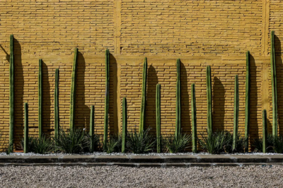 Skinny green cacti against a yellow brick wall.