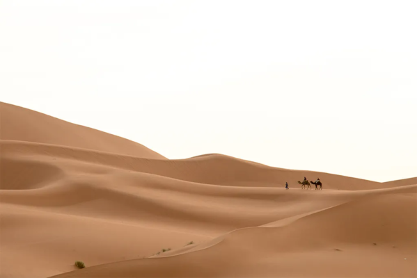 Camels walking along an expanse of sand dunes.
