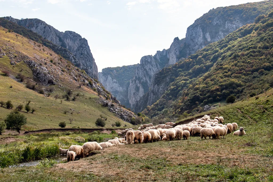 Rocky gorge covered in green trees. Sheep stand in the foreground near a stream.